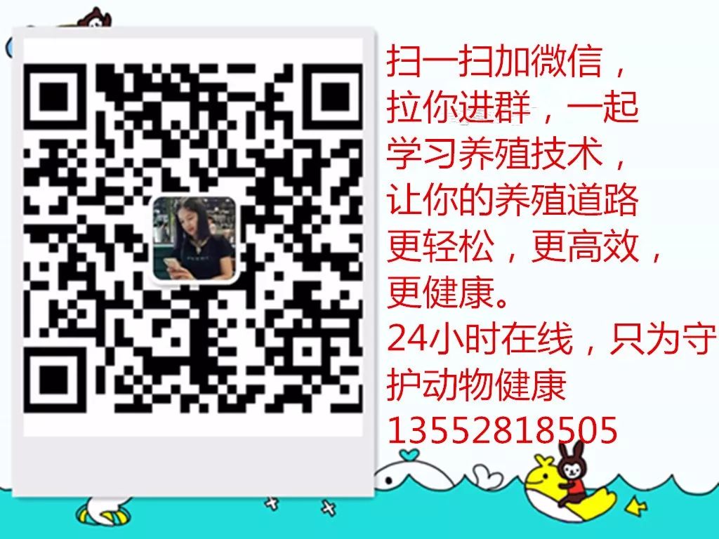 牛子宫脱出的原因及治疗,牛阴道脱出症状