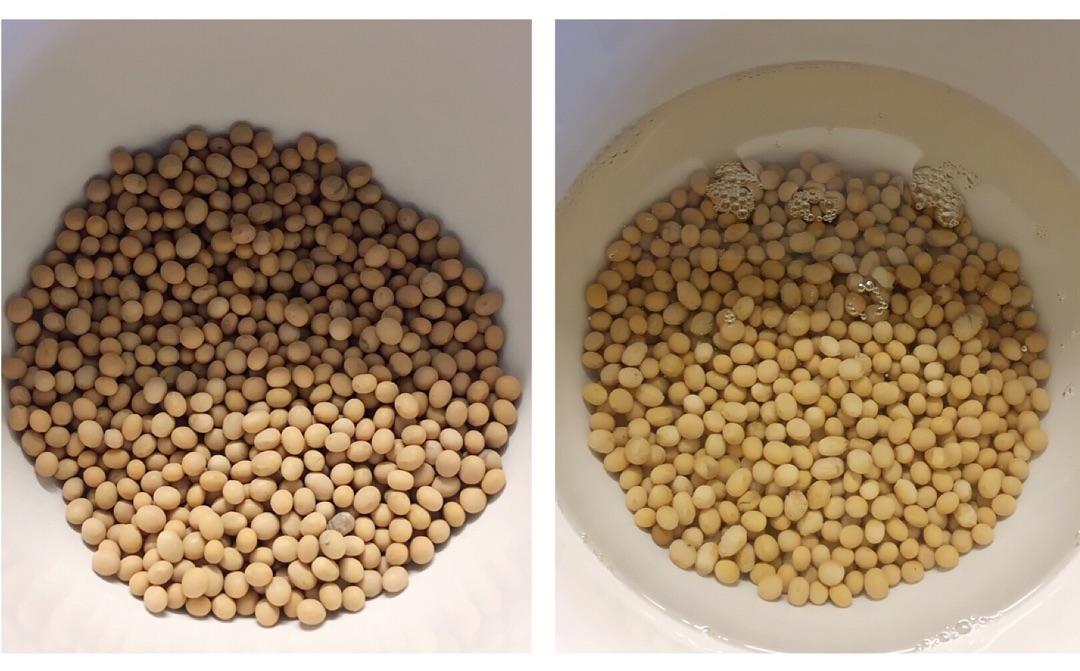 绿萝怎么养才能更旺盛无黄叶,绿萝怎么养长得又快又旺盛小妙招