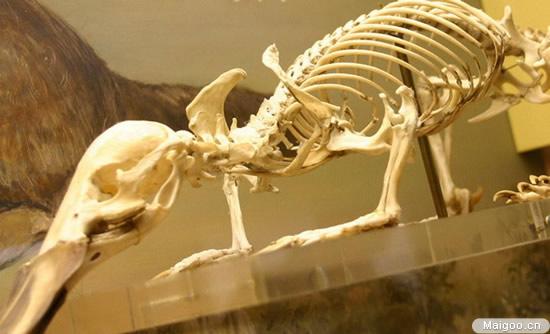 刚生出来的鸭嘴兽是什么样的,鸭嘴兽为什么是未进化的哺乳动物