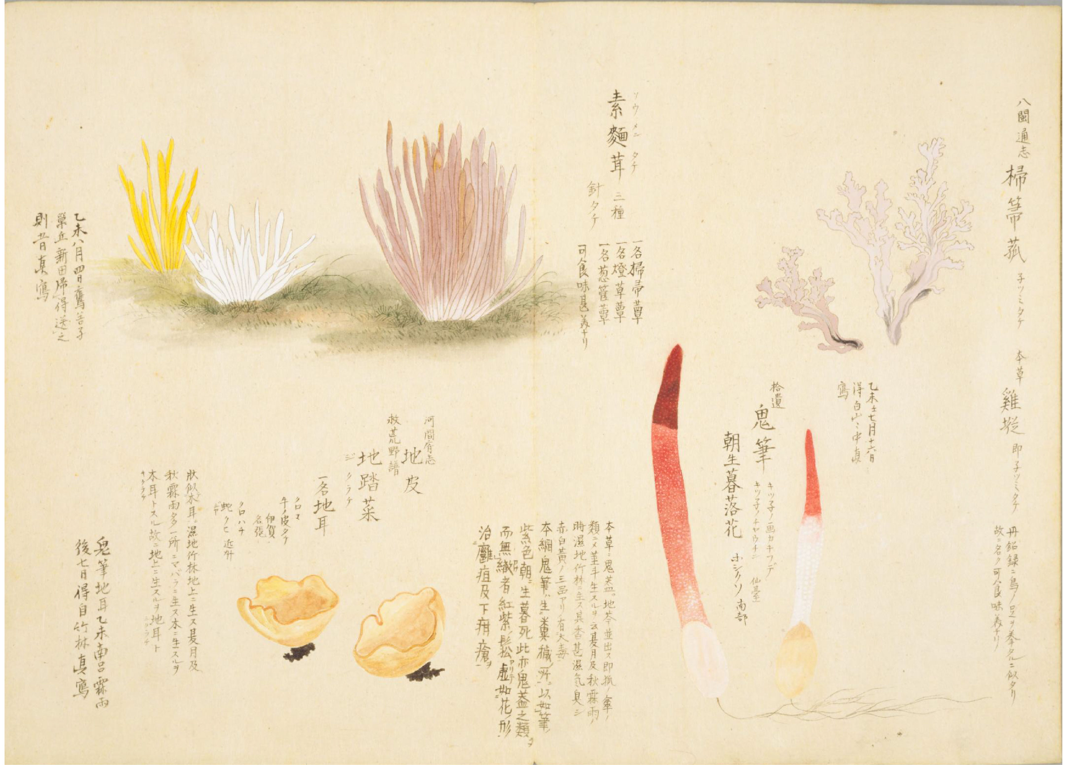 各种多彩菌图片大全,意式野菌图片大全