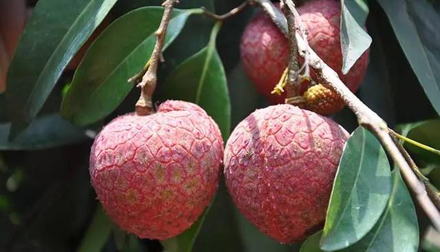 鱼翅燕窝中国的“顶级食材”？这6种才是佼佼者，吃不起过过眼瘾