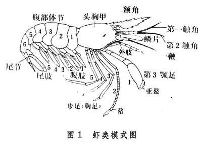 怎样画虾教学视频,铅笔画虾的步骤和方法