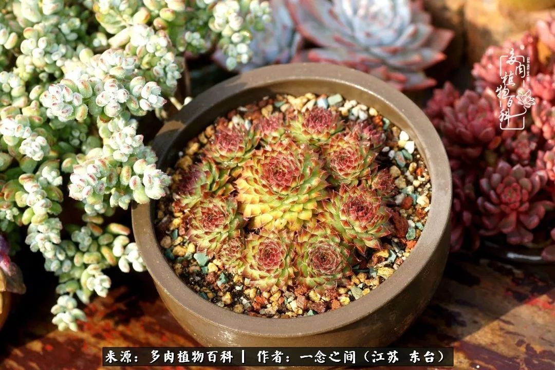 对多肉植物的爱心寄语,赏兰花感言