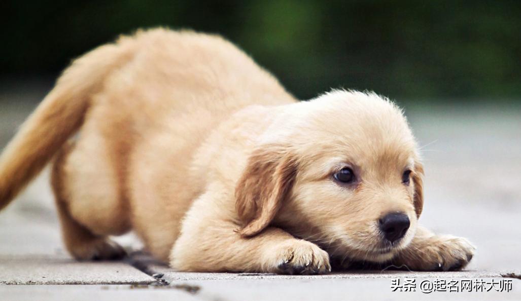 十大流行的狗狗,100个创意狗狗宠物名字