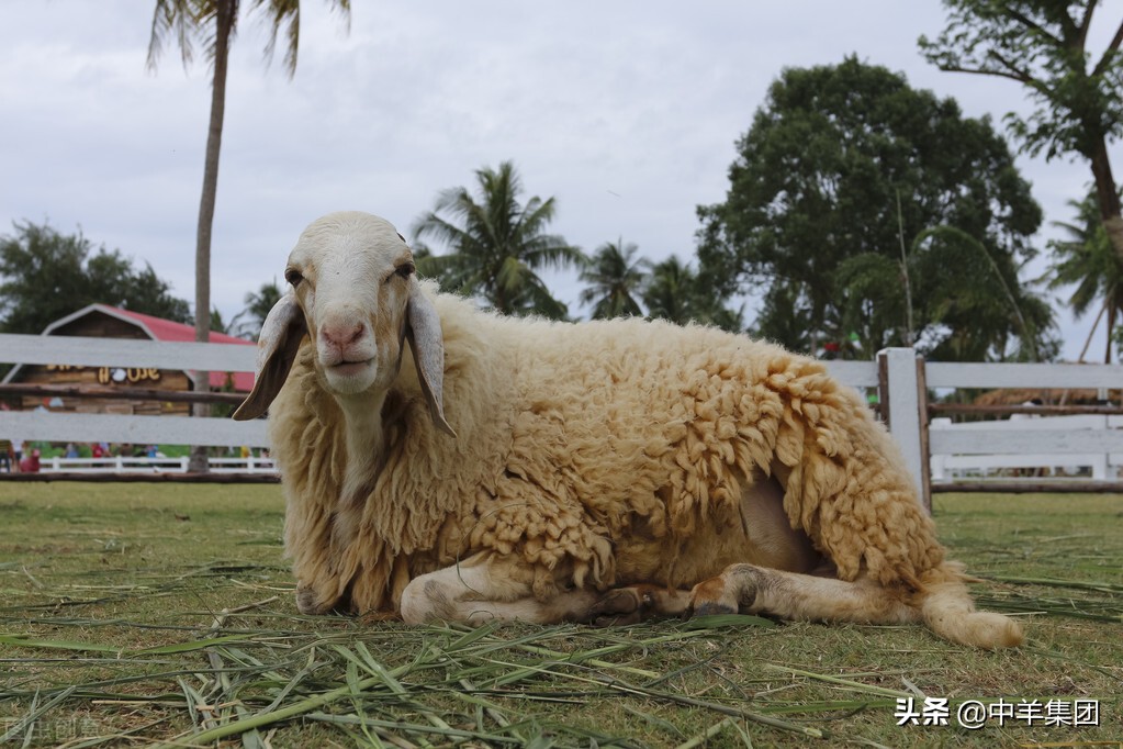 羊场常见问题,羊场水源水质怎么处理的