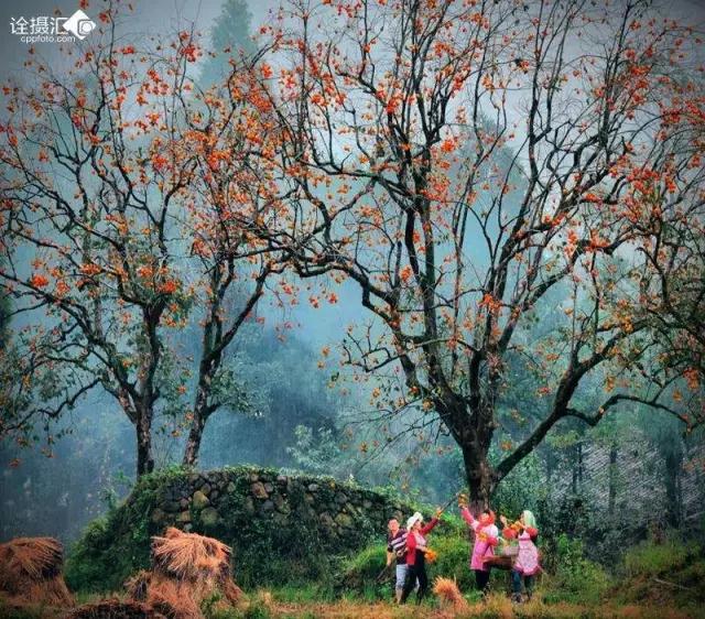 郑启五茶话：永定的柿子红了