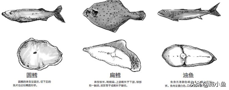 科普深海鱼图,鳕鱼和真鳕的区别