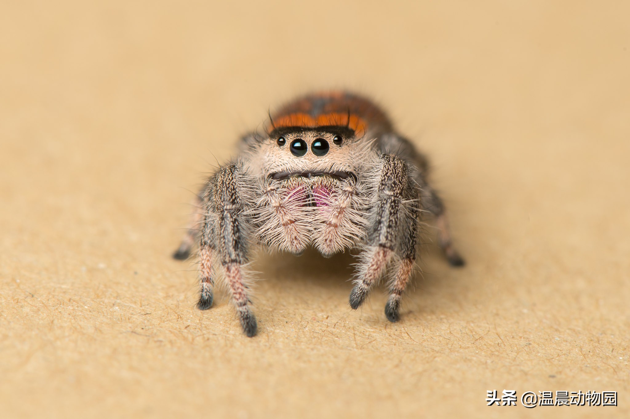 辟谣:跳蛛的饲养方法跟捕鸟蛛一样?不,跳蛛通常更适合新手饲养