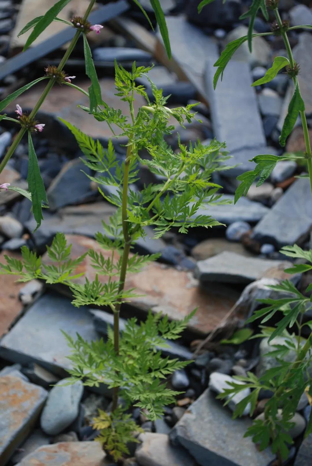 硬核整理!高清中药教材原植物彩*图色**谱(四期)