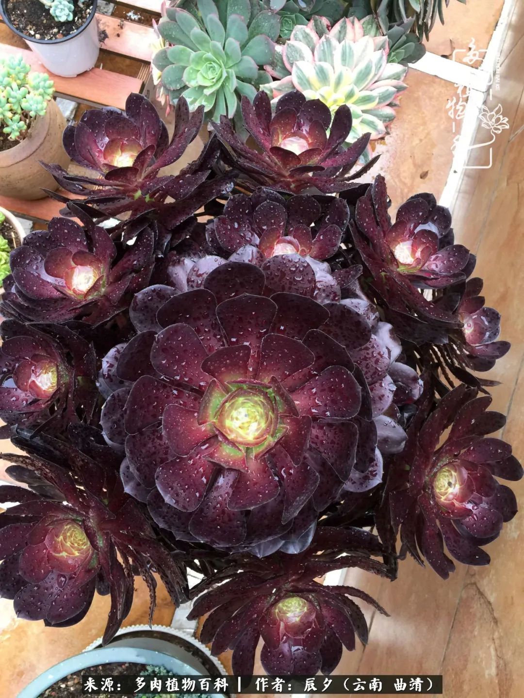 缂辩换鏃栨棊钁宠暏鐢熼,缂辩换鏃栨棊钁宠暏鐢熼鍑哄