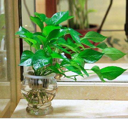 水培植物水里有小蚊子怎么办,夏天水培植物如何灭蚊子