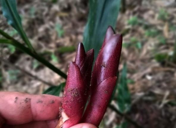 它叫阳火姜，气味让人上头，俗称“亚洲人参”，若见到别整株挖走