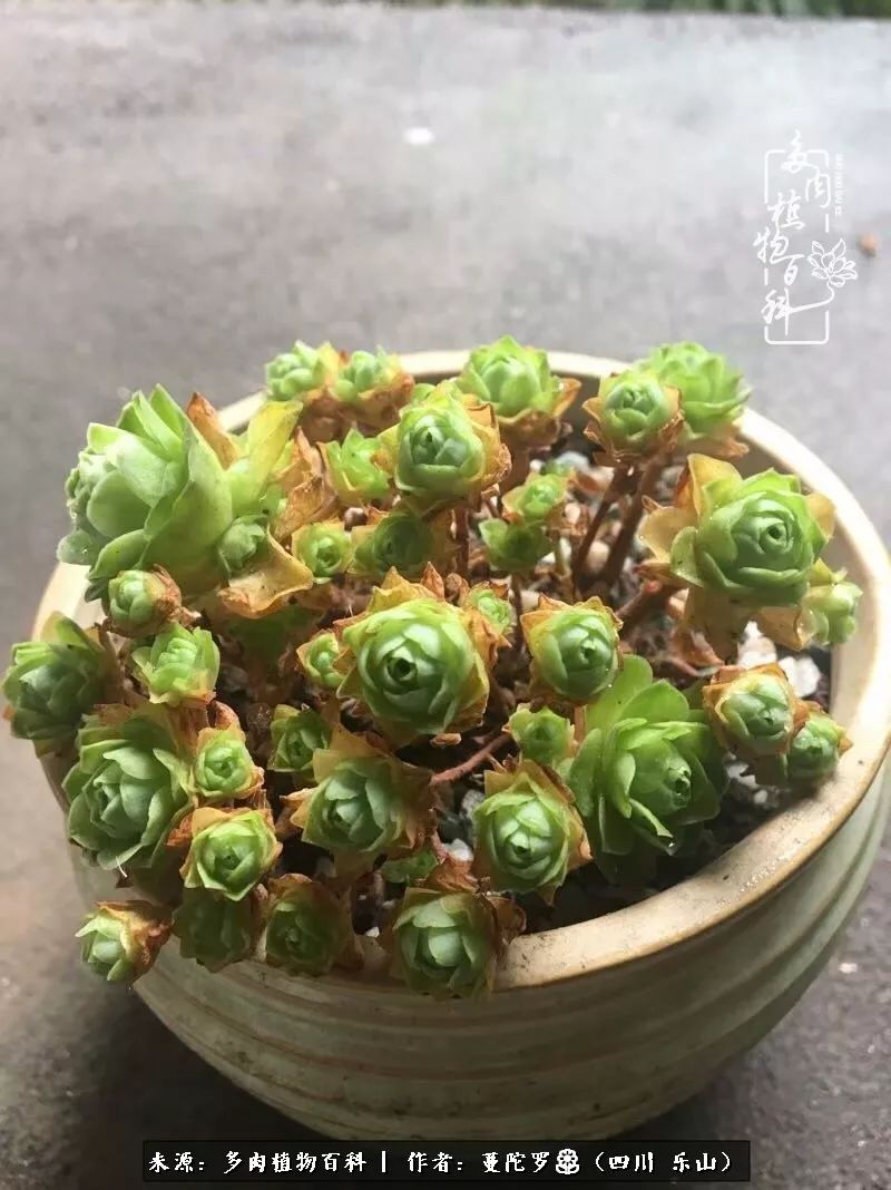 转角遇见多肉,遇见多肉治愈自己