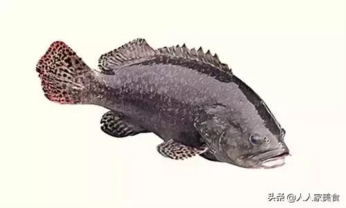 最好的十种石斑鱼,最漂亮的几种石斑鱼