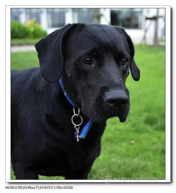 常见狗狗价格排行,狗狗价格以及品种大全