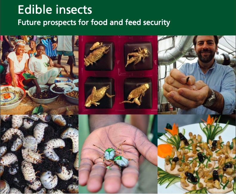 蟋蟀粉做面包,面包是不是用蟋蟀做的