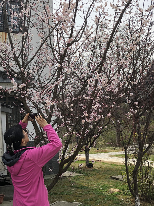 春至牛首，世凹春妆，画中徜徉，处处诗章-游南京江宁世凹桃源