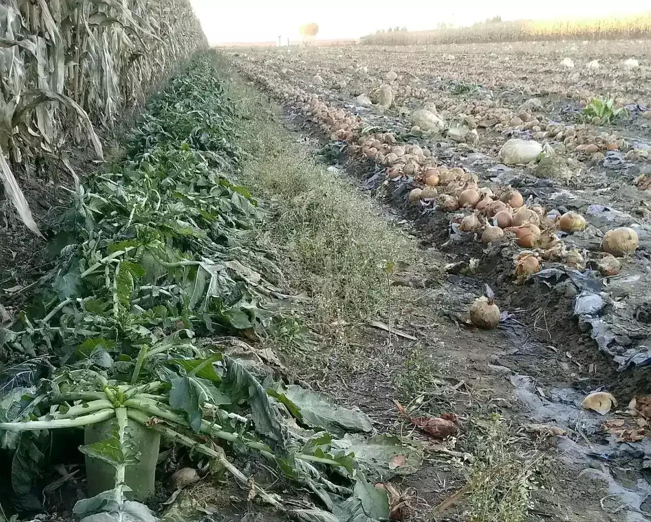 蔬菜普涨之时，生姜却亩亏5千，洋葱还烂在地里，是谁惹的祸？