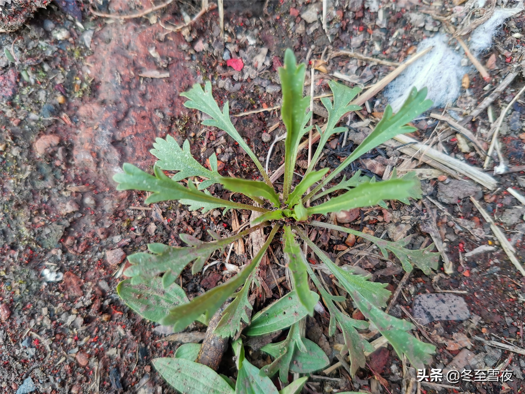 荠菜和蒿子怎么分辨,荠菜和芥菜怎么区分