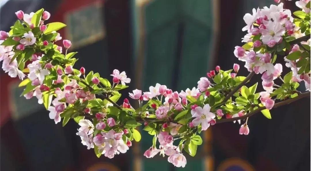 颈椎病犯了应该怎么办呀,颈椎病我该怎么办