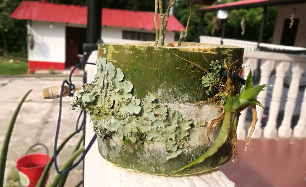 竹筒种文竹,竹筒文竹