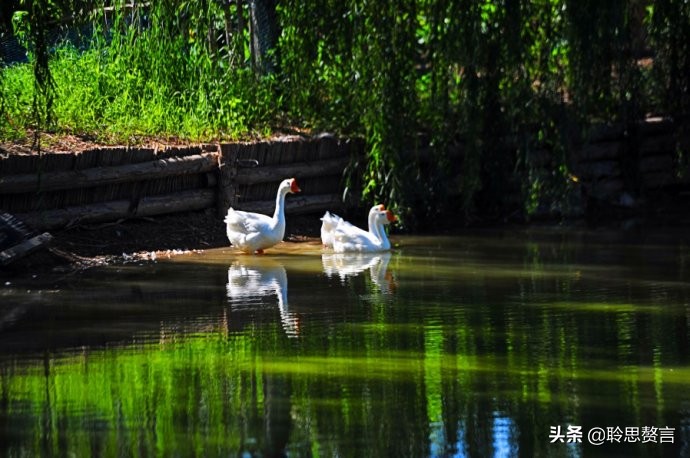 夏日诗句精选,30首夏日诗词人间最美是初夏