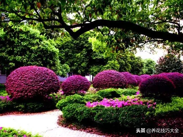 常见小区绿化100种植物图片,常见的水生植物有哪些种