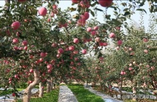 果农管理技巧,农村果树管理技巧