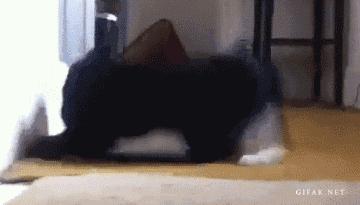 猫的智商有多高,猫智商到底有多高