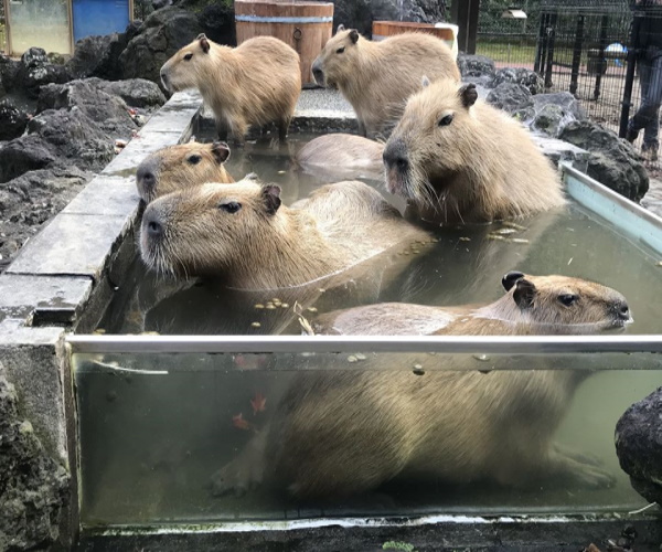 八达岭动物园水豚,动物园水豚热水澡