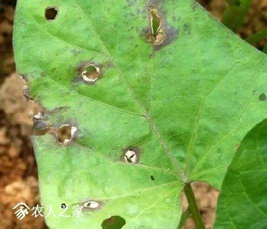 每日一课100个常识,真菌感染必备知识