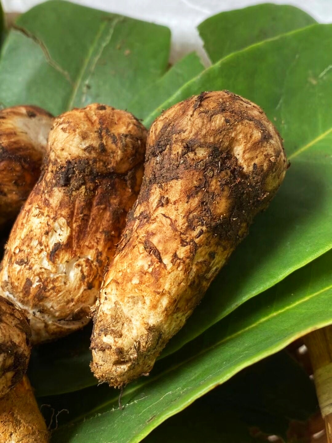 人工新鲜松茸怎么保存最好,新鲜的松茸菇怎么保存