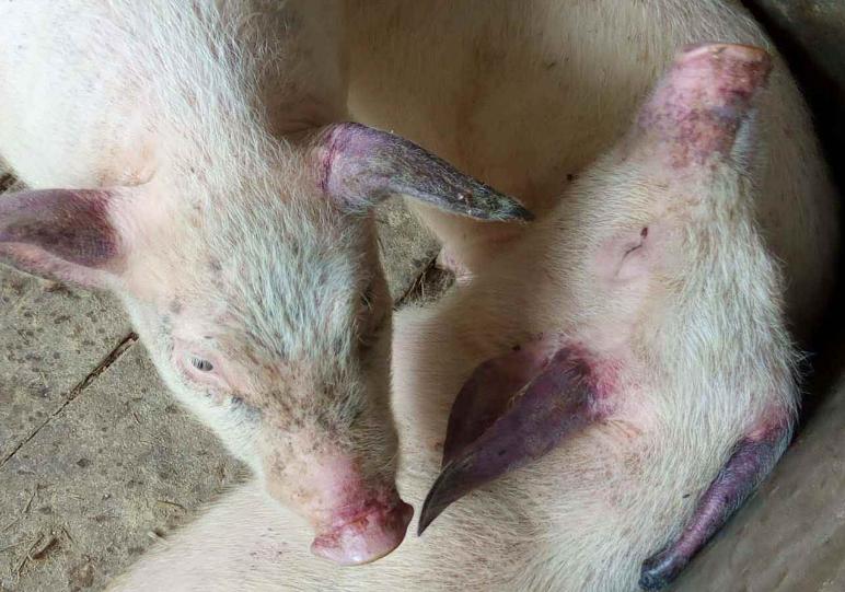 小猪耳朵发红有紫块是咋回事,小猪耳朵边缘发紫怎么回事