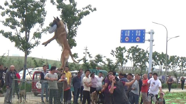 开封杨丰宠物市场最新价格信息,开封杨丰宠物市场现在开着吗