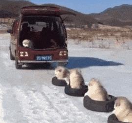 你看我们家的鹦鹉有多可怕,看看你家鹦鹉会享福的样子