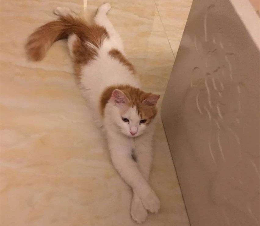 猫咪犯错它知道吗,猫咪犯错的6个表现