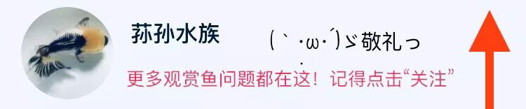 怎么治疗鱼的失鳔病,鱼失鳔症怎么治疗