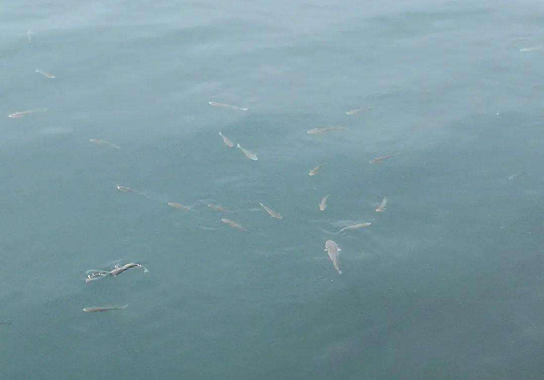 有口不中鱼浮漂动作,浮钓鲢鳙如何控制深度