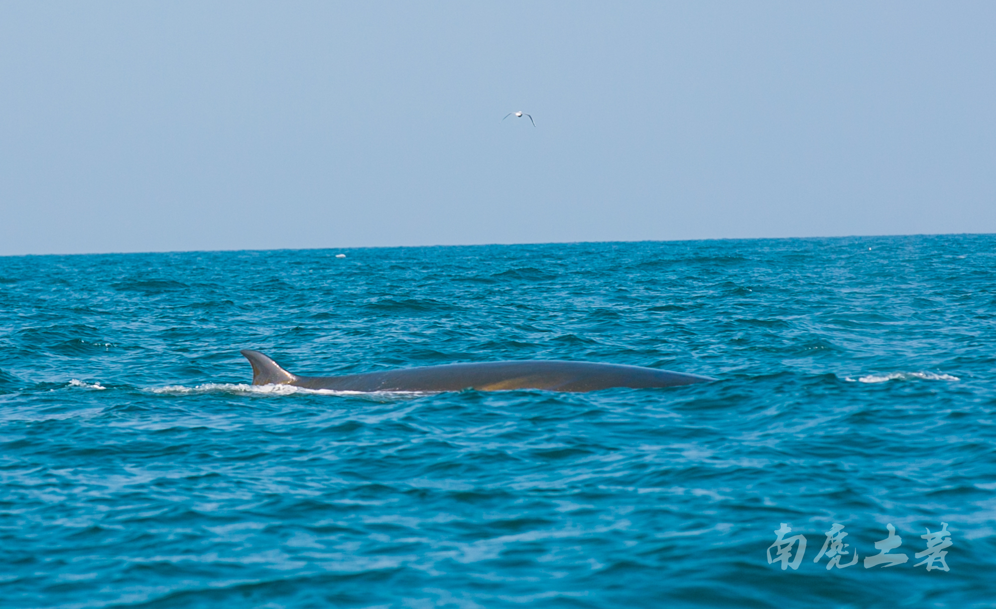 鎶栭煶缃戠孩椴搁奔,椴搁奔缃戠孩