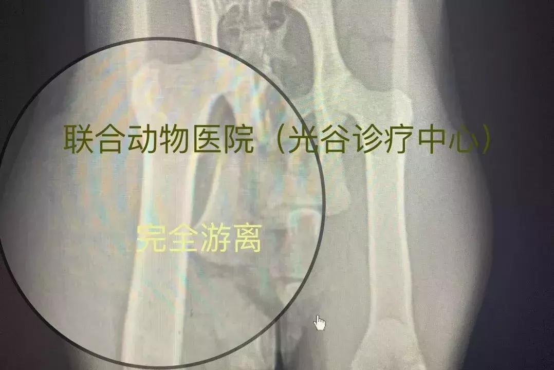 猫咪狗狗骨折了怎么办？扒一扒宠物“骨子里”的那些事