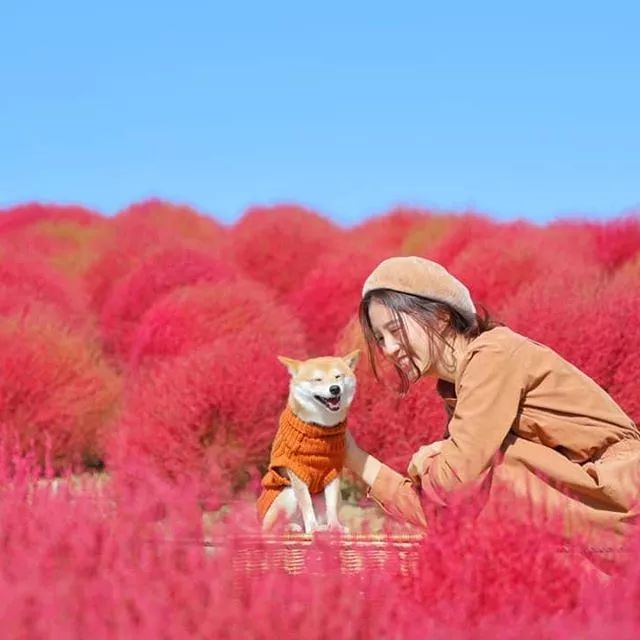 比人还会拍照的狗,简直萌炸朋友圈了