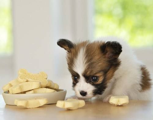 不知道狗狗吃什么狗粮,不知道到底该买哪款狗粮了