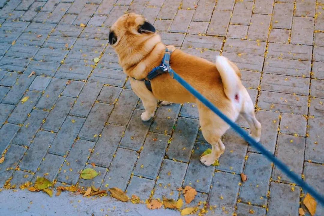 哈尔滨养犬登记证办理流程,家里养狗证件去哪里办