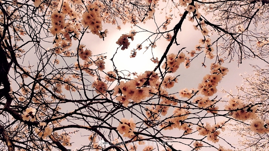 丁香雨女声版,丁香鱼喻越越