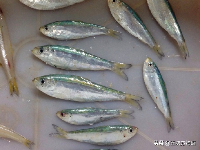 沙丁鱼长什么样图片大全,沙丁鱼是长什么样的呢