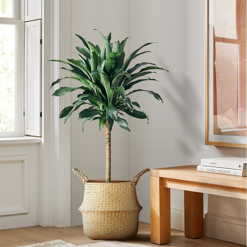 人养花一时养人一生,人养花同时花也养人