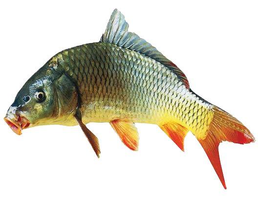 历史上因为避讳而改名,避讳是中国古代十分突出的文化