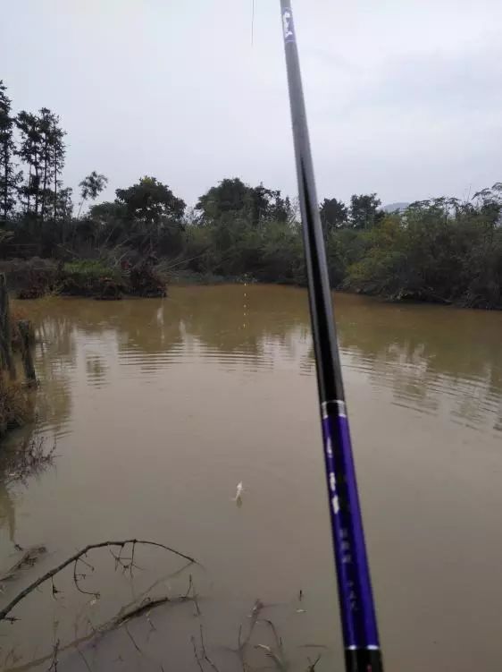 本汀神鹤和太极宗师,本汀神鹤鲫鱼竿
