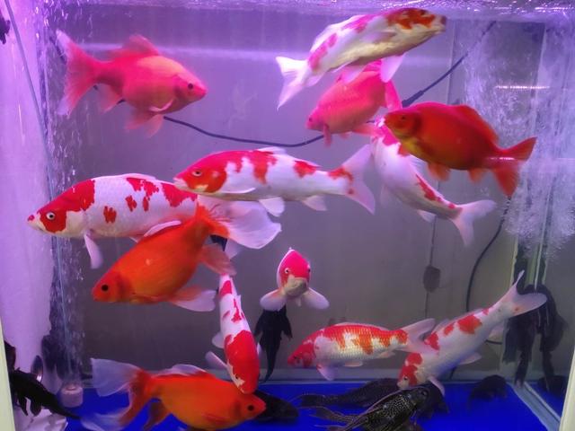 家庭饲养观赏鱼的几个注意事项,第一次养观赏鱼注意事项