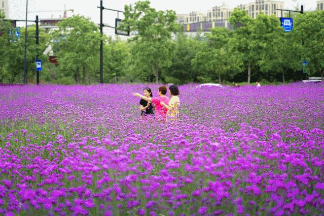 美美美！余杭七大花海组团来袭，遍地繁花好似人间仙境